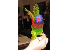 Rainbow lorikeet
