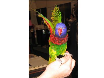 Rainbow lorikeet