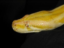 Albino burm