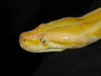 Albino burm