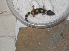 First gecko hatchling