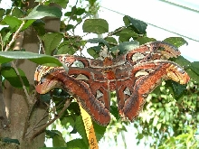 Atlas moth mating