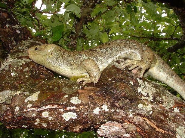 Prehinsile tailed skink