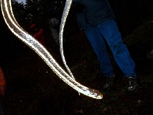 garter snake in december!!