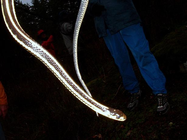 garter snake in december!!