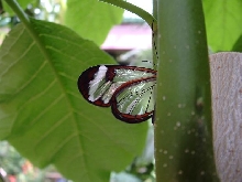 Glass winged Butterfly
