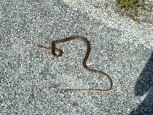 What kind of snake is this?