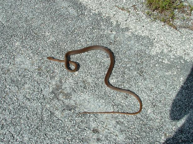 What kind of snake is this?