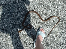 Another photo of unknown snake on Cozumel Island