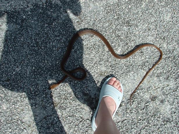 Another photo of unknown snake on Cozumel Island