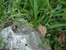 Cozumel Whiptail
