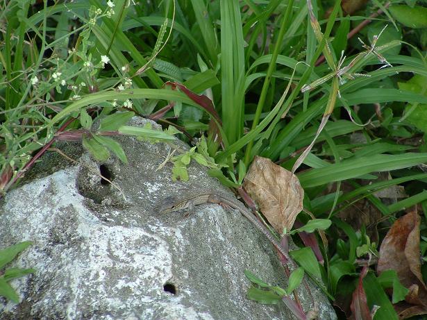 Cozumel Whiptail