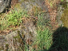 Garter snakes