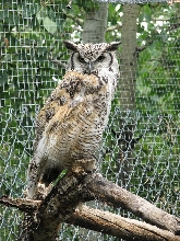 Great Horned owl