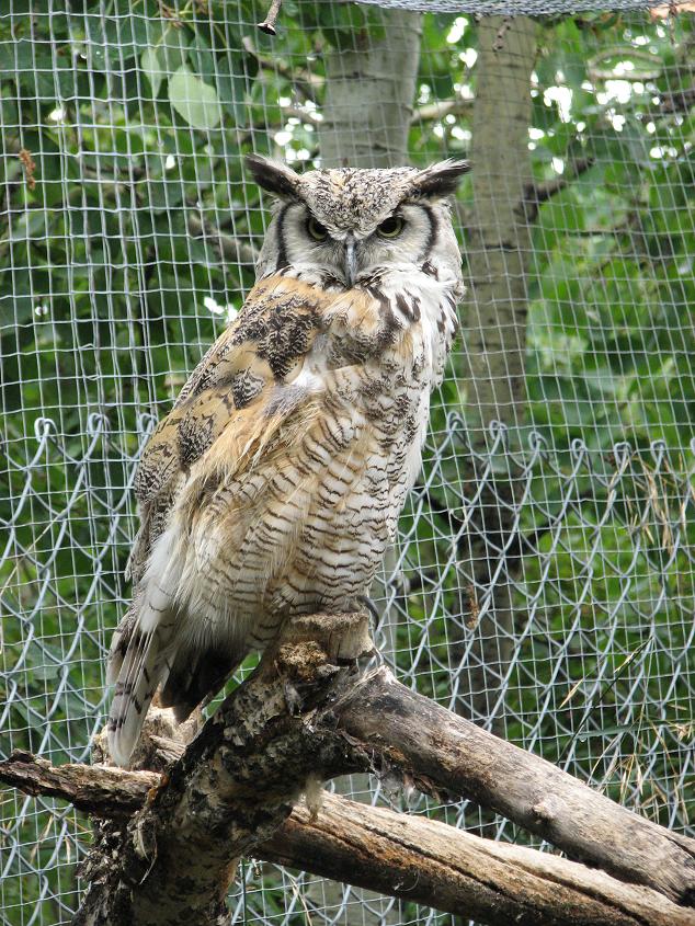 Great Horned owl