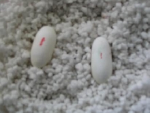 eggs!!!!!