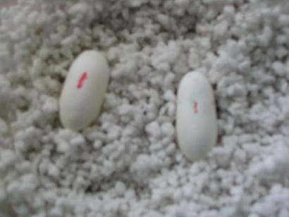 eggs!!!!!