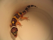 injured gecko