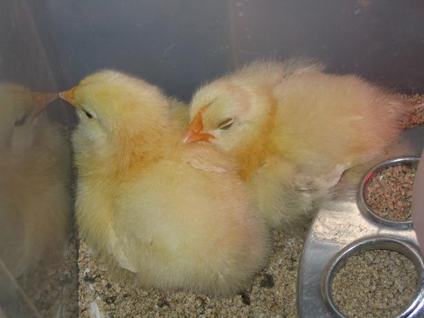 baby chicks