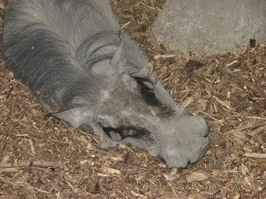Warthog