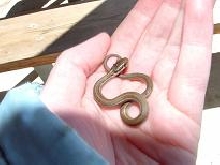 Baby Garter snake