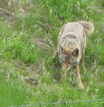 coyote and rattler