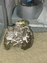 pick of my gecko commodore