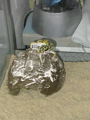 pick of my gecko commodore