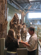 feeding giraffes at Calgary Zoo