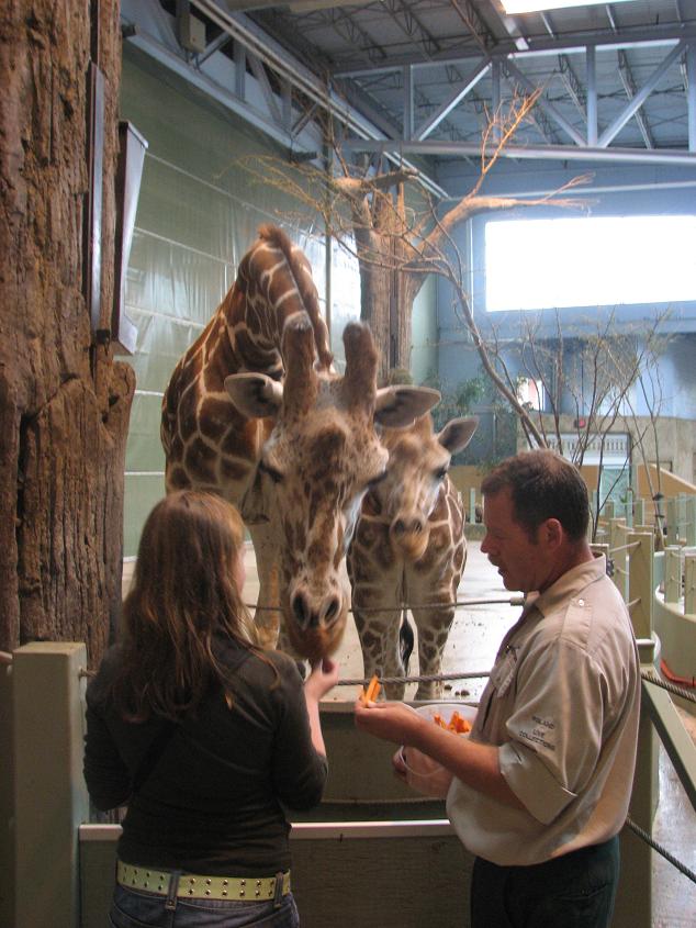 feeding giraffes at Calgary Zoo