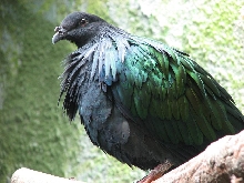 Nicobar Pigeon