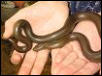 rubber boa