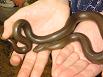 rubber boa
