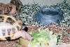 tort2