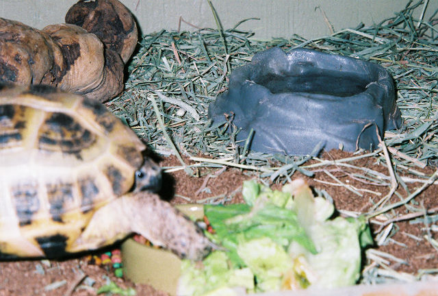 tort2