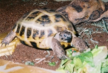 skippy 1