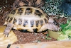 tort4