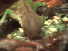 King of Food Dish