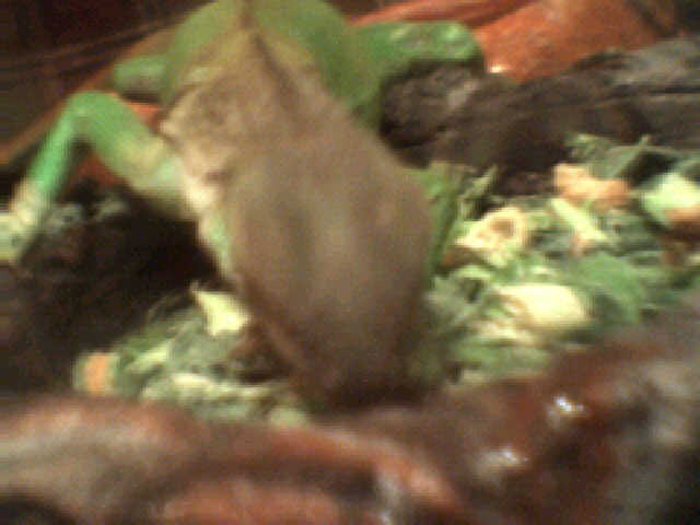 King of Food Dish
