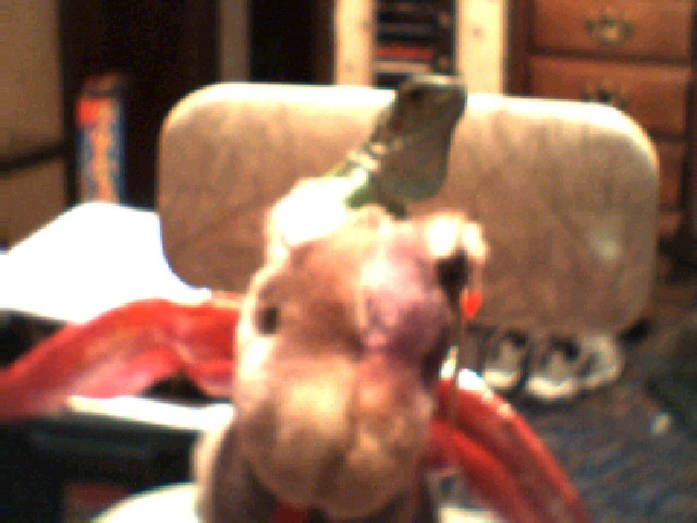 Iggy on Dragon(again)