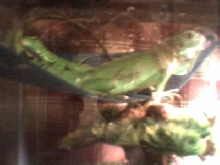 Zilla 'N' Iggy