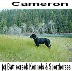 Cameron