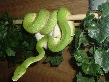 gtp