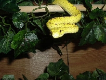 gtp