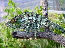 Young WC  male Ambanja