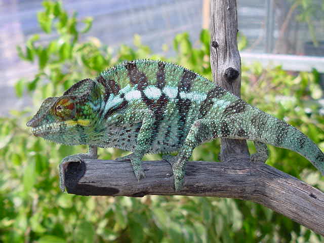 Young WC  male Ambanja
