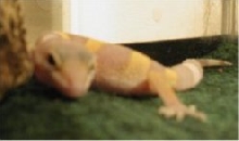 baby gecko