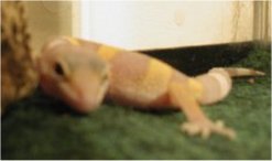 baby gecko