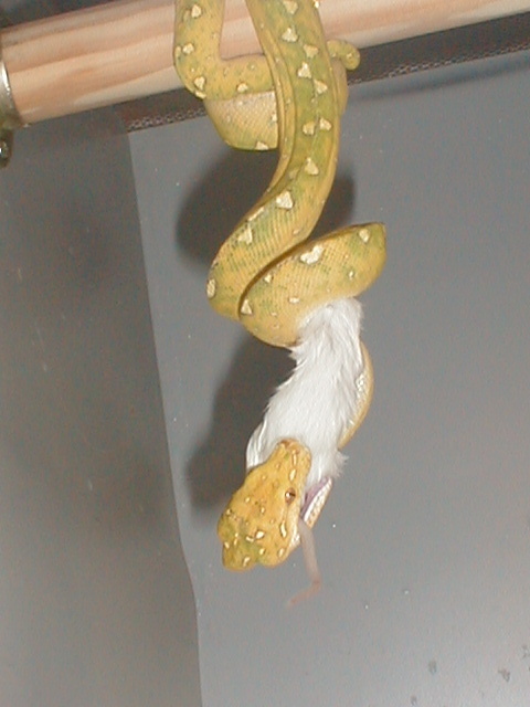 Got Mice?