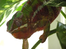 sambava